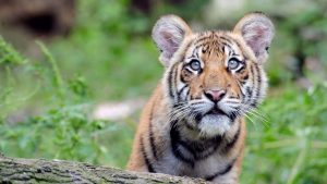 1usro6wsxs_Julie_Larsen_Maher_2089_Malayan_Tiger_cub_TM_BZ_09_17_10_hr