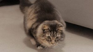 5894b10ade2f5_cat