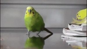 5894beddb68d0_bird
