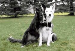 5898d1bedcbe2_spiritanimal-1