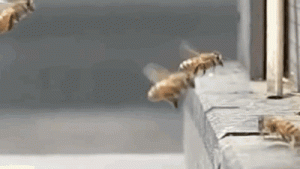 bee
