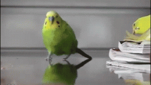 bird