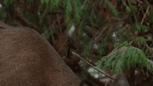 deer