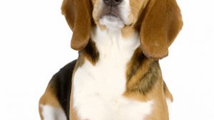 dog-medium-landing-hero