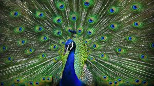 peacock6