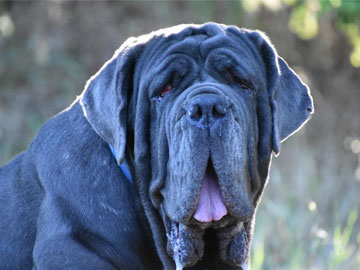 You Can’t Help but Fall for 2017’s World’s Ugliest Dog
