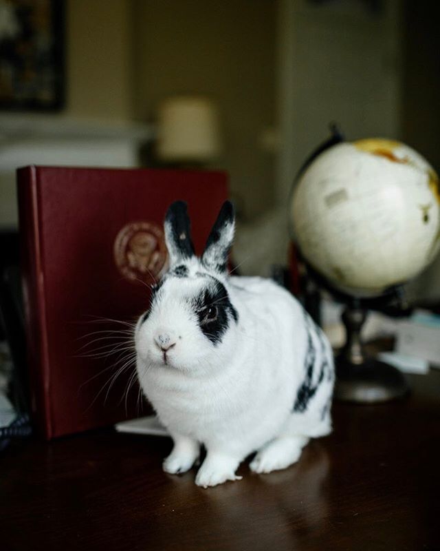 A Bunny with a Book Deal!?