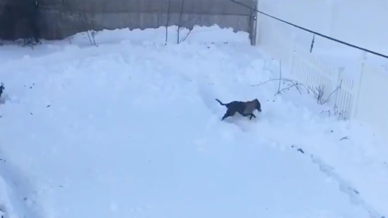 ICYMI: A Boston Couple Shoveled a Race Track in the Snow for Their Greyhounds