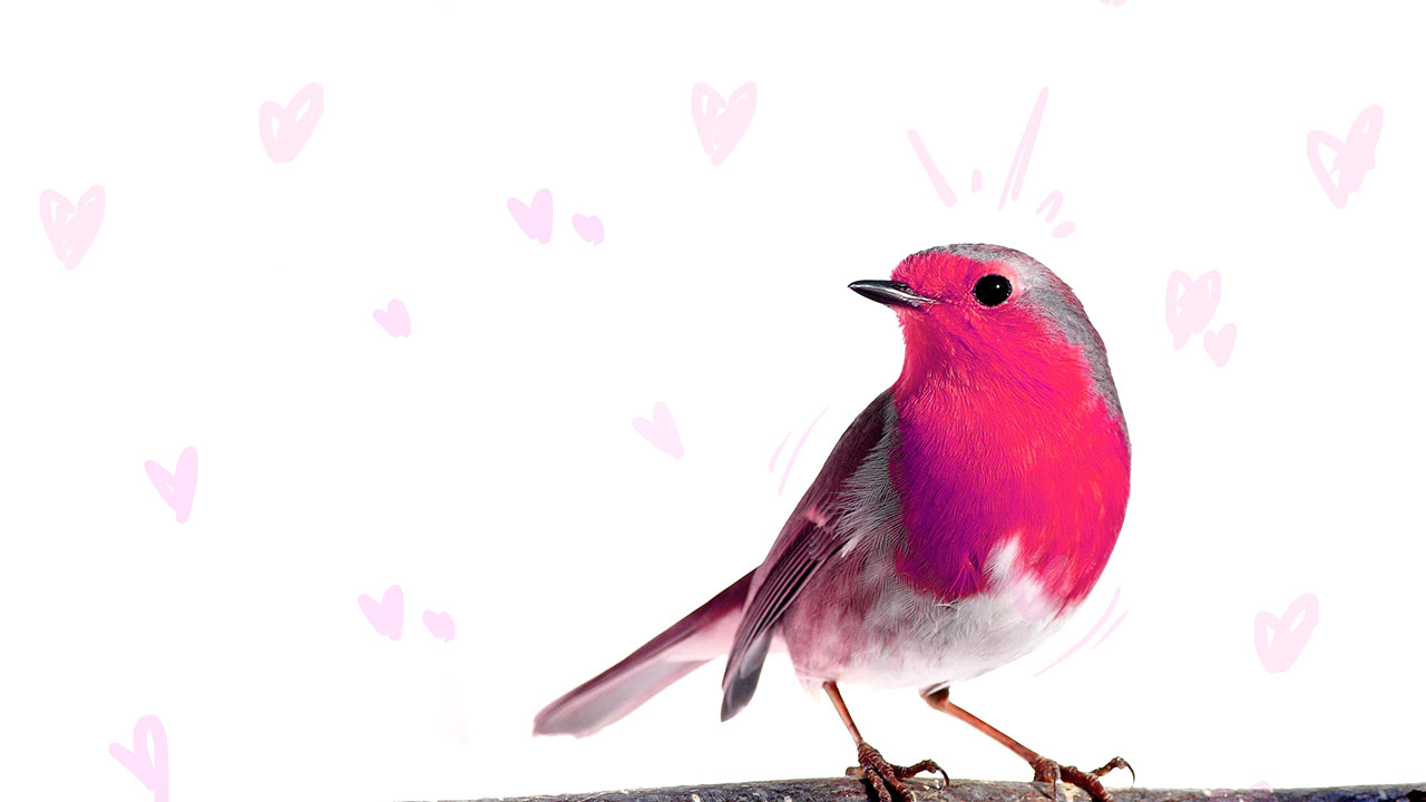 6 Pieces of Advice from a Bird | Showstopper Magazine Online