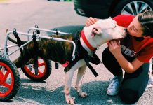 Volunteering with Animals Helped Me Connect with My Community and Furry Friends in Need