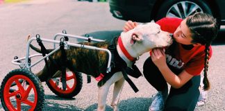 Volunteering with Animals Helped Me Connect with My Community and Furry Friends in Need