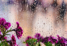 Tips for Making the Most Out of a Rainy Spring Day