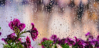 Tips for Making the Most Out of a Rainy Spring Day